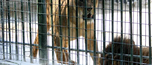 Puiul de leu descoperit în luna iulie la Grădina Zoologică din Craiova a murit