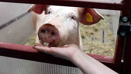Primul pas spre REPOPULARE în Bihor: purcei santinelă în gospodăriile afectate de PESTA PORCINĂ AFRICANĂ