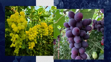 Strugurii de seră din Buzău au ajuns pe piață. Singura concurență, Ecuador