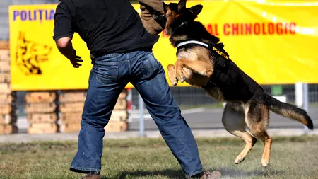 Șeful Centrului Chinologic Sibiu: Acuzațiile de hărțuire sexuală și loviri sunt false. Reacția IGPR. UPDATE