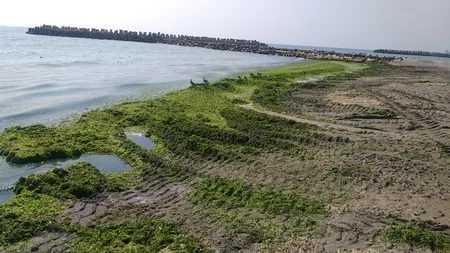 FOTO | Alge adunate în minivacanța de Sfânta Maria, cât într-o lună. Ce cantitate s-a strâns în cele trei zile pe litoralul românesc