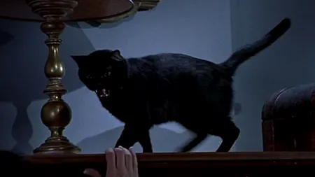 UN MOTAN agresiv ÎNGROZEȘTE locatarii unui bloc din Capitală. Misiune NEOBIȘNUITĂ pentru jandarmi