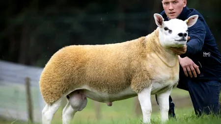 Cea mai costisitoare oaie din lume a fost cumpărată pentru jumatăte de milion de dolari