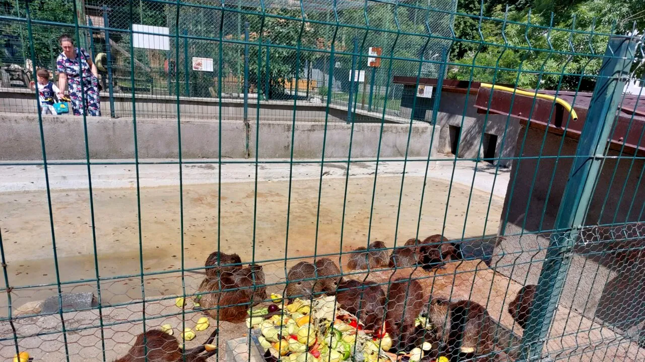 Urșii și maimuțele de la zoo, răsfățate cu multe fructe și legume în zilele caniculare | FOTO