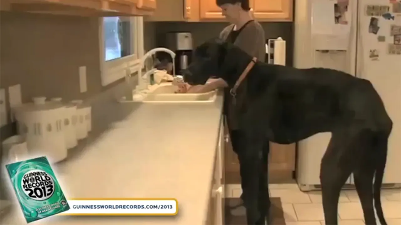 Zeus, un dog german din Michigan, este CEL MAI ÎNALT CÂINE din lume - VIDEO