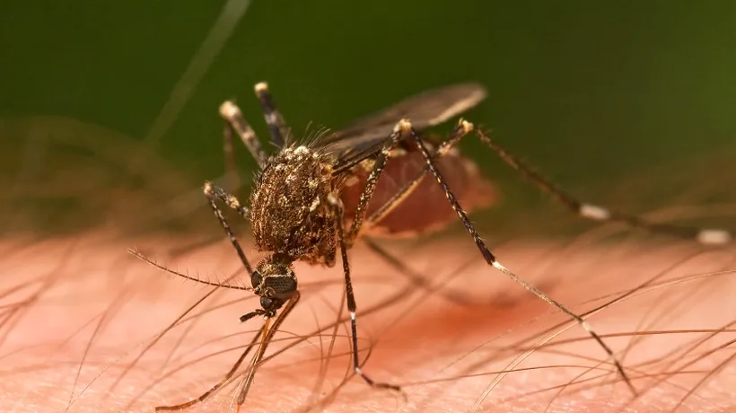 Primul caz de febră dengue din ultimii 100 de ani, în Grecia