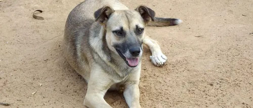 Compania Romprest va îngriji pe cheltuiala sa câinii din adăpostul Odăi