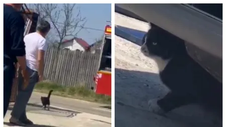 ISU ARGEȘ. Intervenție de 40 de minute pentru a salva o pisică - VIDEO