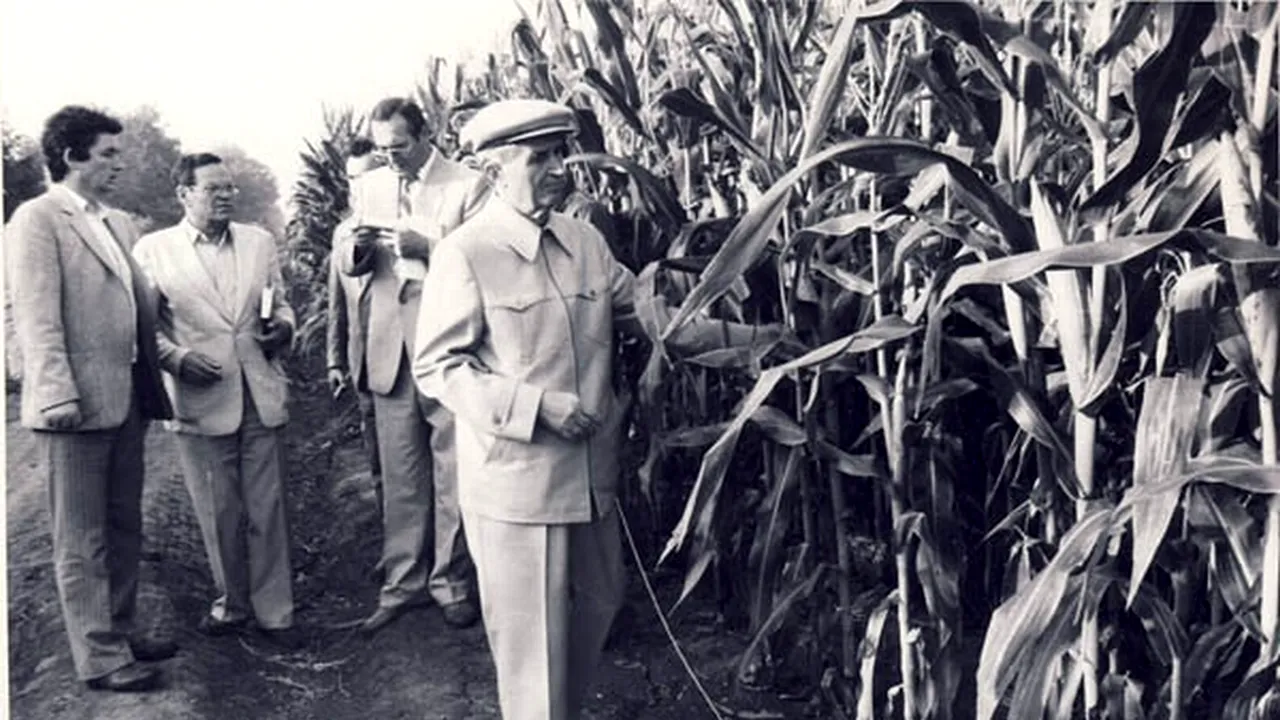 Ceaușescu avea la vila 10 din Snagov trei parcele cu porumb. Ce „experimente