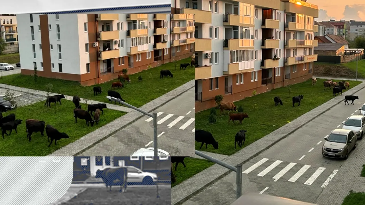 Natura își vrea ȚARA ÎNAPOI: După orașele invadate de vulpi, urși, pantere și mistreți, fosta Capitală Europeană a Culturii este invadată de VACI