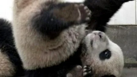 Scene amuzante într-o rezervație pentru urși panda. 