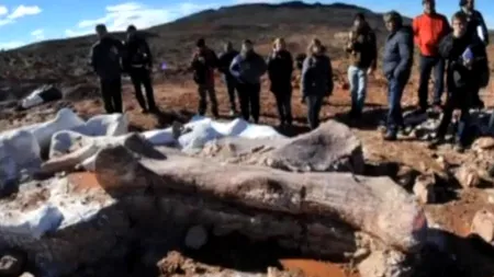 A fost descoperit scheletul unui dinozaur de 60 de tone. Doar gâtul său avea 26 de metri