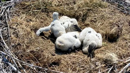 Trei pui de barză, salvați de pompieri după ce au căzut din cuibul construit pe un stâlp de electricitate