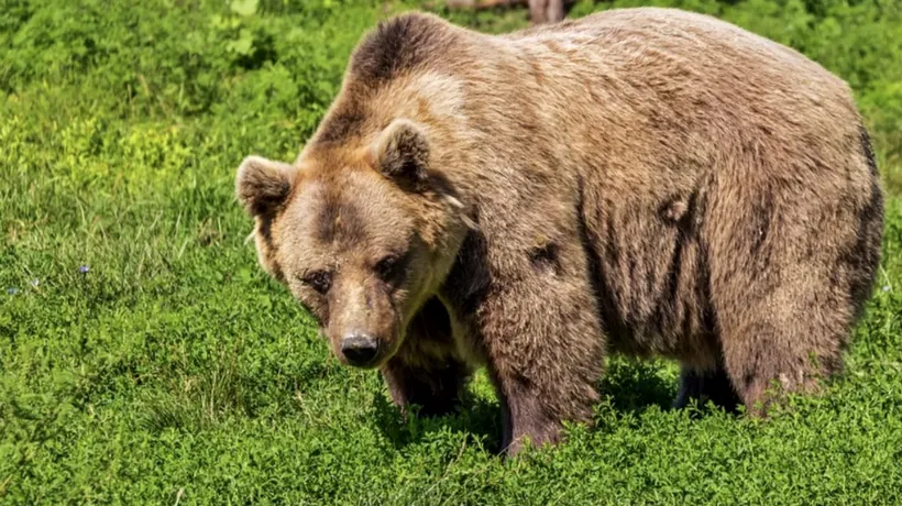 Ministrul Mediului a aprobat uciderea a 5 urși din Argeș, Mureș și Suceava