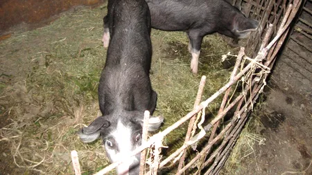 Virusul pestei porcine africane, oprit prin CARANTINĂ SEVERĂ. Scapă cine poate, dar fermele disciplinate pierd MILIOANE DE EURO