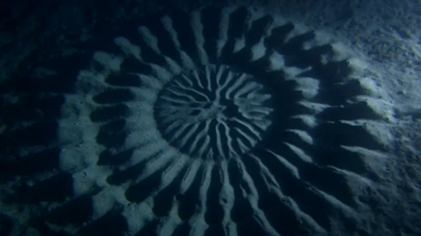 Misterul cercului subacvatic descoperit în apropierea Coastei Japoniei, dezlegat. Cum arată creatura care a dat formă nisipului