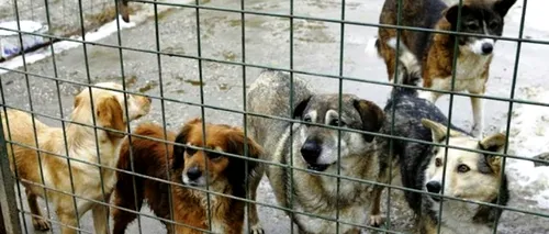Un nou adăpost de câini la Bragadiru, deschis publicului de săptămâna viitoare
