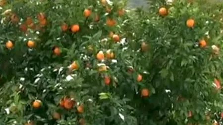 Europa, sub zăpadă: a nins până și în Grecia sau Turcia. Strâmtoarea Bosfor, închisă