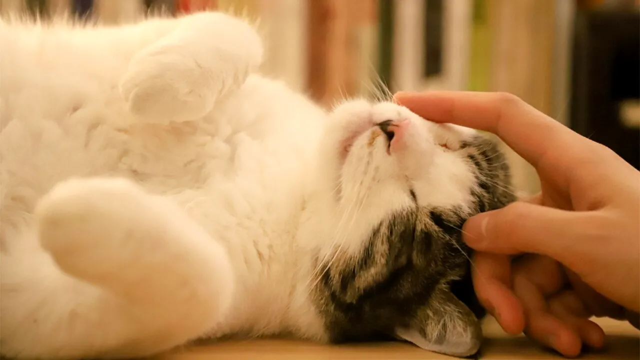 Mulți stăpâni fac greșeala asta! Cele 4 locuri unde pisica va accepta să fie mângâiată. Unde nu trebuie să o scarpini niciodată