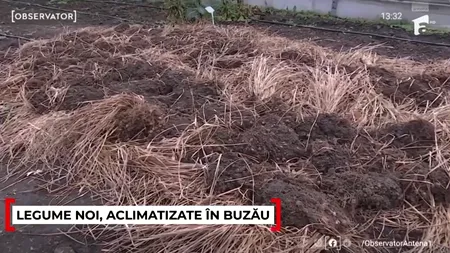 Legume noi, aclimatizate la Buzău. Cum arată fasolea ridiche, salata picantă sau migdalele de pământ