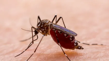 Crește numărul de cazuri de infectare cu virusul West Nile în Italia. Care este cea mai probabilă cauză