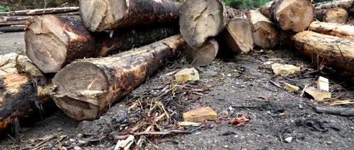 Argeș: Percheziții într-un dosar ce vizează tăieri ilegale de arbori. Prejudiciul - 4 milioane euro