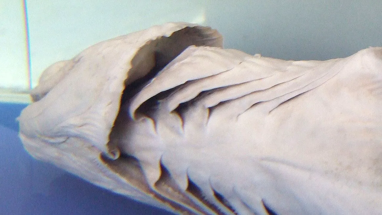 Nu este o creatură desprinsă dintr-un film horror. Rechinul cu 300 de dinți din era dinozaurilor care a fost găsit pe coasta Portugaliei. FOTO