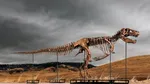Cel mai scump dinozaur din lume a fost vândut în SUA. Scheletul complet de T-rex a atins o sumă record în mai puțin de 10 minute