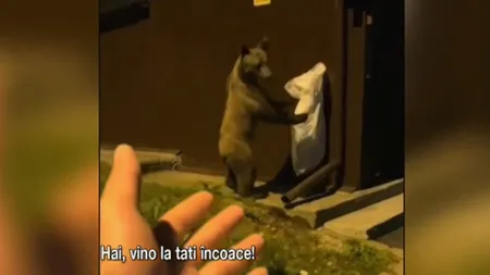 Un turist din Poiana Brasov și-a RISCAT viața pentru vizualizări pe TikTok, filmându-se în timp ce încerca să mângâie un urs