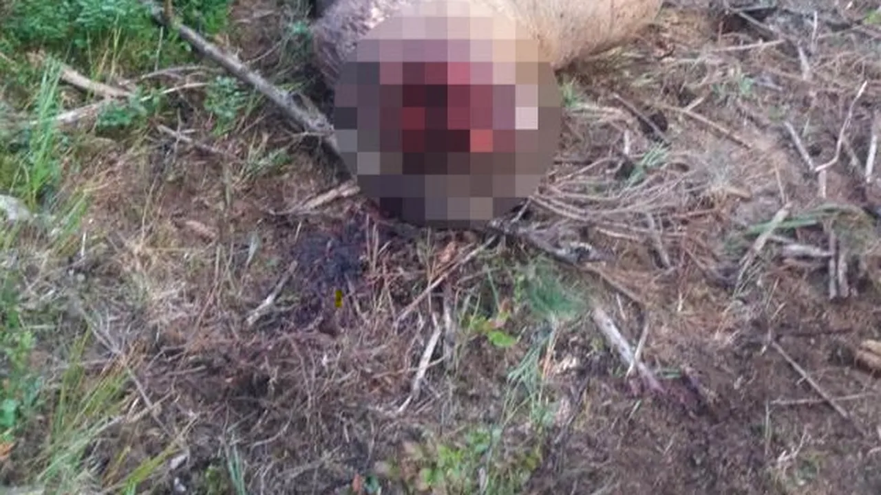 O femeie din CANADA susține că a surprins în imagini două femei dezbrăcate care ar fi mâncat din cadavrul unui cerb