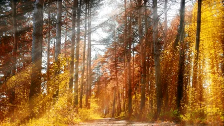 Prognoza meteo 19 octombrie. Vreme frumoasă în sudul țării