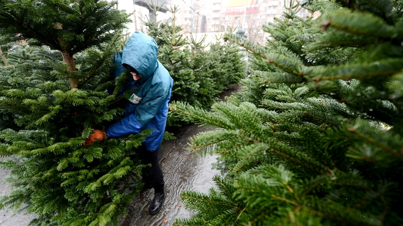 CRĂCIUN 2014. Cât costă brazii la cele mai mari piețe din București. 