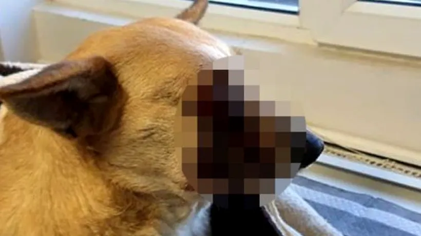 Caz cutremurător. Un câine a fost mutilat după ce i-a fost pusă o petardă în gură FOTO