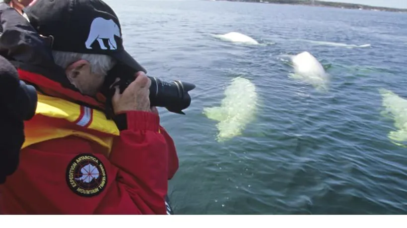 Trei persoane au murit în largul Canadei, după scufundarea unei ambarcațiuni de observare a balenelor