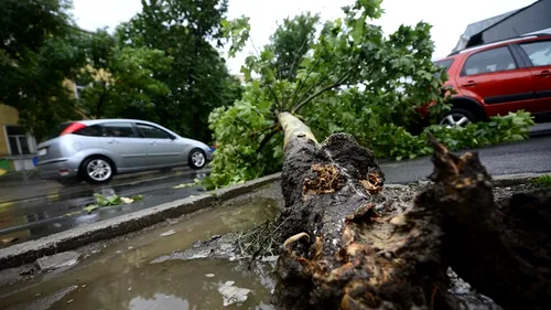 Cinci mașini avariate și 11 copaci doborâți, în urma furtunii din București