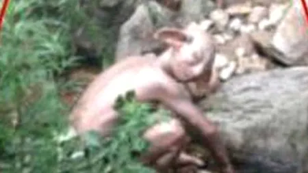 Este fotografia care a devenit virală în ultimele zile. Imaginea 