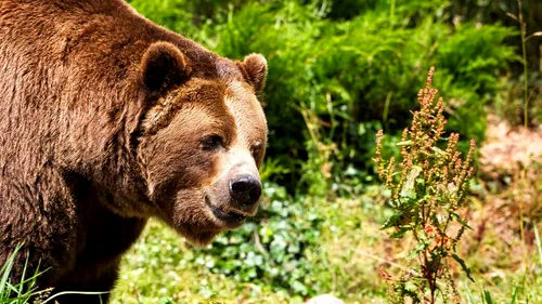 VIDEO | Tanczos despre ursii agresivi: Dacă se poate, ursul trebuie tranchilizat şi relocat, dacă e agresiv, a omorât animale, atunci intervenţia să fie cu armă letală