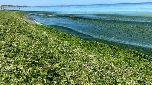 Plajele din mai multe zone ale litoralului românesc au devenit verzi. Cantități uriașe de alge în mai multe stațiuni