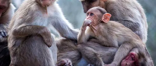 Variola maimuţei: OMS critică atacurile împotriva maimuţelor din Brazilia. „Boala nu are legătură cu primatele”