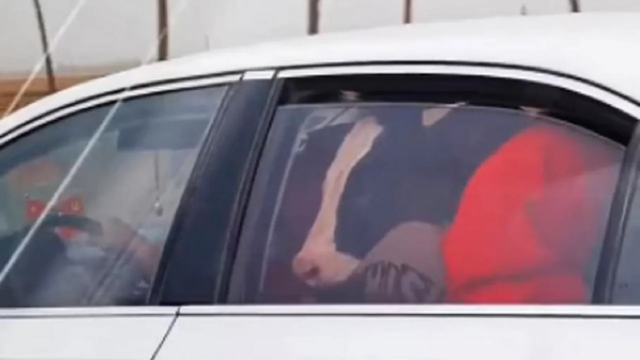 Apariţie ciudată pe o autostradă din China. O vacă a fost zărită pe bancheta unei maşini