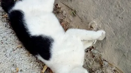 „Cățelul era în convulsii și în chinuri groaznice