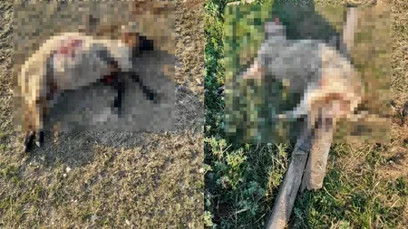 VIDEO | Un fermier din Scornicești este terorizat de o haită de maidanezi, care i-au ucis 30 de oi până acum. „Autoritățile nu ne ajută cu nimic”