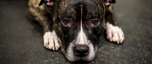 Proprietarul tulcean al unui câine, amendat cu 3.000 de lei pentru că nu i-a asigurat asistenţă veterinară patrupedului rănit