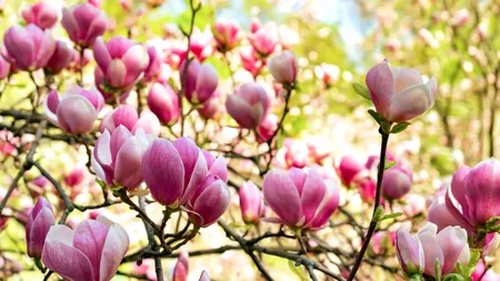 Cum va fi VREMEA de Florii. Prognoza meteo pentru următoarele patru săptămâni