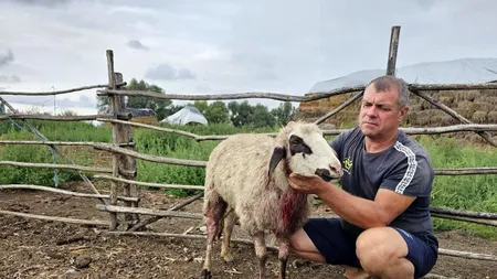 VIDEO | Prăpăd la o stână din Dolj! Șacalii au omorât peste 20 de oi și capre