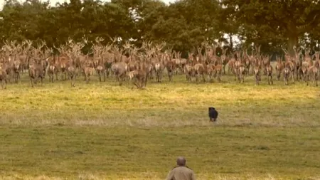 VIDEO. Cum au transformat britanicii un viral de pe internet într-o reclamă