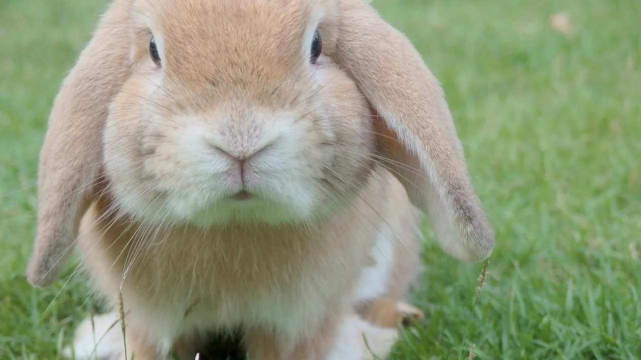 O metodă alternativă propusă de cercetătorii americani va înlocui testele pe animale