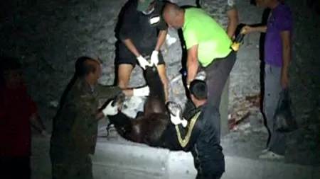 Autoritățile CONFIRMĂ: Ursul împușcat în localitatea Pietroșița e cel care a ATACAT trei oameni și era TURBAT