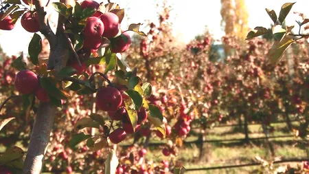 Îți culegi mere singur și dai un leu pe kilogram. Din 2022, oferta cuprinde și alte oferte (VIDEO)