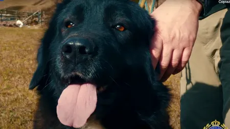 O rasă românească de câini, recunoscută la nivel MONDIAL de Federația Chinologică Internațională. Patrupedul intră în patrimoniul natural al României